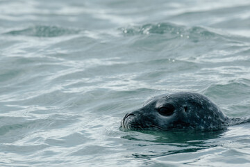 Close-up of a harbor seal swimming in the waters of J&ouml;kuls&aacute;rl&oacute;n Glacier Lagoon, Southeast Iceland.