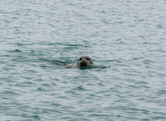 Fototapeta premium Close-up of a harbor seal swimming in the waters of Jökulsárlón Glacier Lagoon, Southeast Iceland.