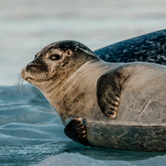 Obraz premium Close-up of a harbor seal resting on ice at Jökulsárlón Glacier Lagoon, Southeast Iceland.