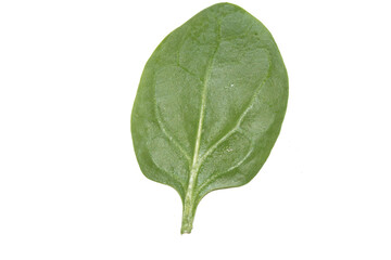 Close up of spinach leaf or leaves on white background