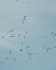 Flock of Arctic terns flying gracefully over the sea in South Iceland.