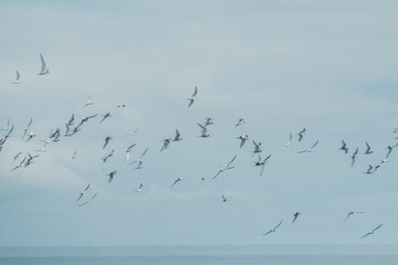 Flock of Arctic terns flying gracefully over the sea in South Iceland.