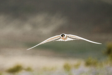 Close-up of Arctic tern (kr&iacute;a) in flight over South Icelandic terrain