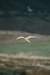 Arctic tern (kría) gracefully flying over South Icelandic meadows in summer.