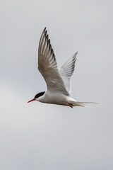 Obraz premium Close-up of an Arctic tern (kría) in flight over South Iceland's skies...