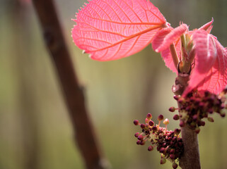 4月に咲いた可愛らしい大葉紅柏（オオバベニガシワ）の雄花
