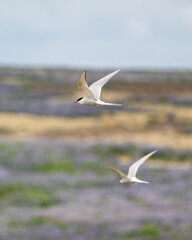 Pair of Arctic terns flying over a colorful meadow in South Iceland.
