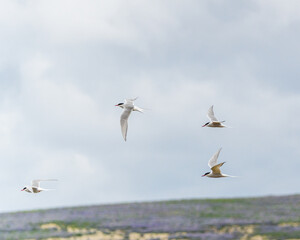 A group of Arctic terns gracefully flying over a field in South Iceland.
