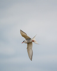 Graceful Arctic tern mid-flight with spread wings in South Iceland's skies...