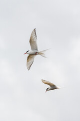 Obraz premium Pair of Arctic terns in graceful flight against a cloudy sky in South Iceland