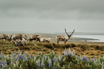 A herd of reindeer grazing on lush grasslands with lupines and coastal views in East Iceland.. © _mishamartin