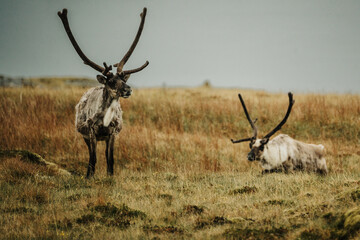 A group of reindeer grazing on mossy hills near the coast in East Iceland.