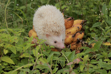 A hedgehog is eating a ripe banana that fell in the meadow. This mammal has the scientific name Atelerix albiventris.