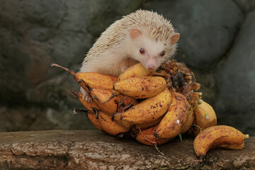 A hedgehog is eating a ripe banana that fell on the edge of a small pond. This mammal has the scientific name Atelerix albiventris.