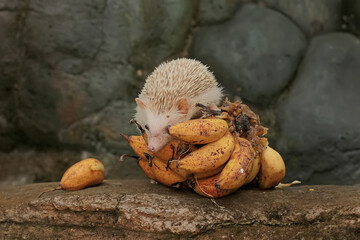 A hedgehog is eating a ripe banana that fell on the edge of a small pond. This mammal has the scientific name Atelerix albiventris.