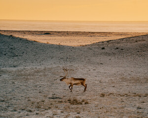 A reindeer running on a frosty tundra at sunrise in East Iceland.