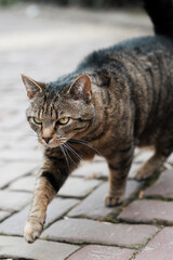 Gato pardo callejero