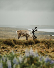 A herd of reindeer grazing on lush grasslands with lupines and coastal views in East Iceland..
