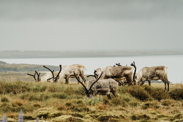 A herd of reindeer grazing on a lush meadow by the coast in East Iceland