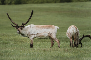 Two reindeer grazing peacefully on lush green grasslands in East Iceland.