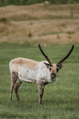 Obraz premium A reindeer standing on lush green grasslands, staring intently, in East Iceland.
