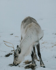 A reindeer grazing on sparse vegetation in a snowy field in East Iceland. © _mishamartin