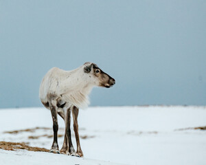 A lone reindeer standing on a snowy hillside under a pale sky in East Iceland