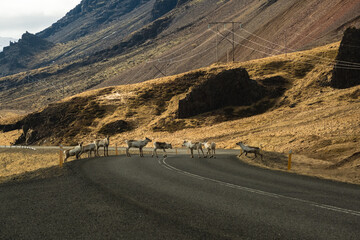 A herd of reindeer crossing a winding road through mountainous terrain in East Iceland.