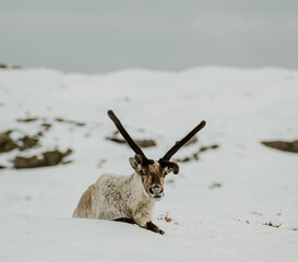 A reindeer with large antlers resting on snowy terrain in East Iceland. © _mishamartin