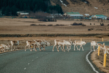 Reindeer crossing a road beneath a snow-capped mountain in South Iceland.