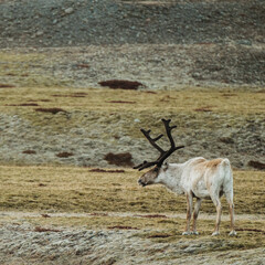A reindeer with large antlers standing on mossy tundra in East Iceland.