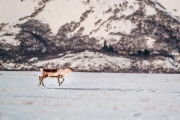 A reindeer running across a snowy field in East Iceland during winter.