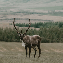 Obraz premium Close-up of a reindeer with antlers standing in the scenic landscapes of East Iceland