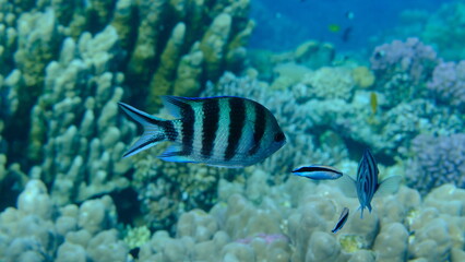 Scissortail sergeant (Abudefduf sexfasciatus) and cleaner wrasse (Labroides dimidiatus) undersea, Red Sea, Egypt, Sharm El Sheikh, Montazah Bay