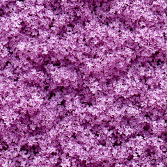 Seamless pattern, beautiful floral background completely filled with purple, lilac flowers