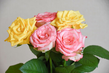 濡れた黄色とピンクの薔薇