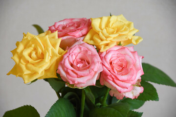 ピンクと黄色のばら