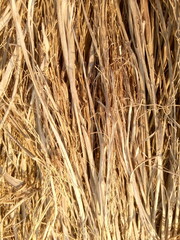 Fototapeta premium dry grass texture