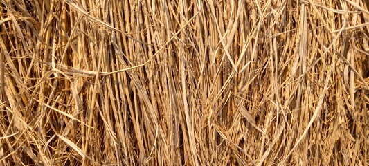 dry grass texture
