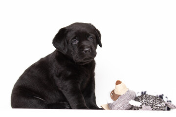 labrador puppy playing with toy on white background