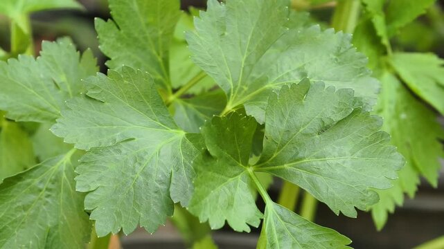 Fresh celery in the farm