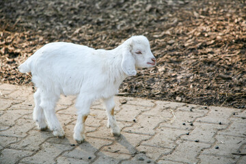 Obraz premium A baby goat is walking on a brick walkway. The goat is white and has a black nose