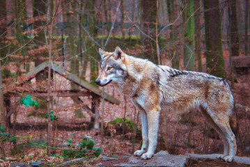 wolf in the woods