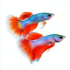 siamese fighting fish