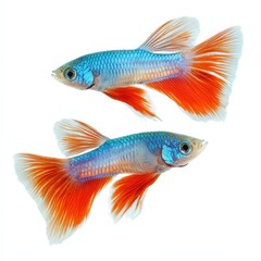 siamese fighting fish