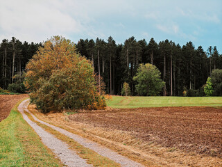A road with a tree on the side. The road is gravel. The tree is brown