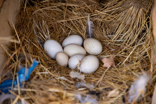 des oeufs de dindon
