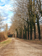 A dirt road with trees on both sides. The trees are bare and the sky is cloudy. There is a fence on the right side of the road