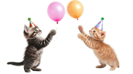 Two playful kittens interacting with colorful balloons in a bright indoor setting