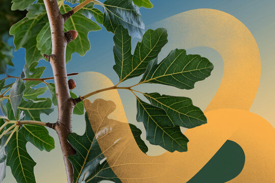 A creative collage blending natural oak tree elements with modern abstract shapes. The vibrant green leaves contrast with stylish geometric patterns, creating a contemporary visual aesthetic.